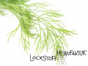 Dill ist nicht nur für Karpfen ein sehr gutes Flavour.