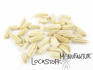 Fennel ist ein pures essential oil aus vielen attraktiven Verbindungen für den Karpfen.