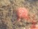 Im Wasser quillt unser Jellyfish auf und gibt, je nach gewählter Basis und anderer Komponenten, seine Lockstoffe, Attraktoren und Zusätze ab.